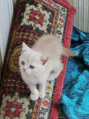 Шотландские котята в Копейске