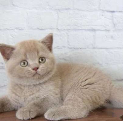 Британский котенок