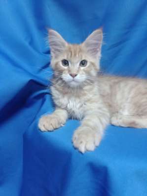 Red Maine Coon, boys фото 6