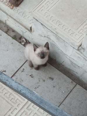 Милый котик