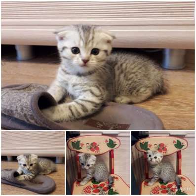 Продаю шотландских котят
