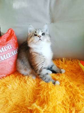 Котенок дев.2мес. метис сибирской в Санкт-Петербурге фото 9