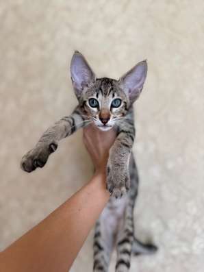 Ориентальный котенок