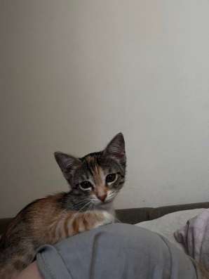 Котенок в добрые руки в Тюмени