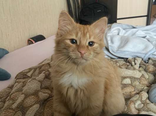 Котята в добрые руки в Челябинске фото 3