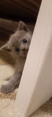 Шотландские котята фото 5
