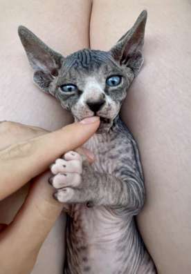 Котёнок канадского сфинкса фото 5