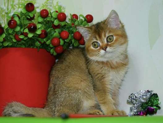 Шотландская кошечка фото 4