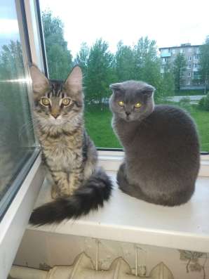 Продам хорошего котенка