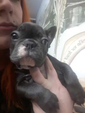 Blue french bulldog фото 4