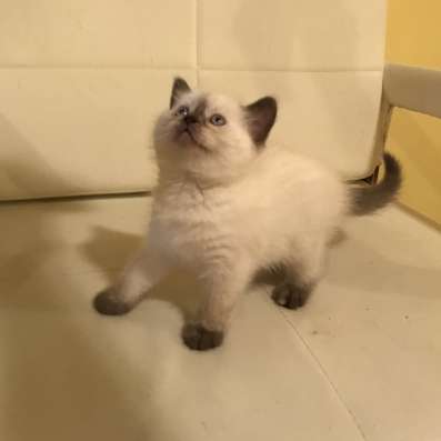 Шотландский котёнок блю поинт девочка