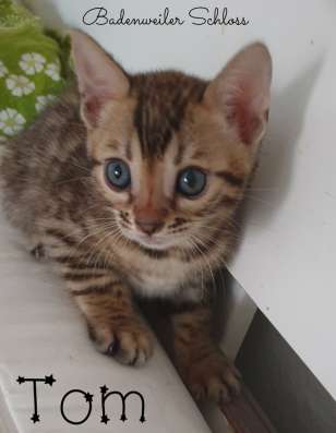 Kitten Bengal фото 3