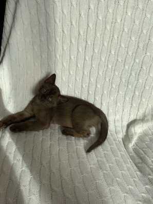 Котята европейской бурмы