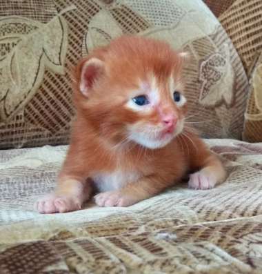 Котята Мейн Кун из питомника в Тольятти фото 7