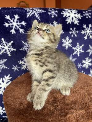 Шотландские котята фото 3