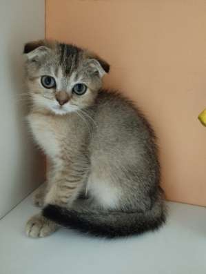 Шотландский котёнок в Москве