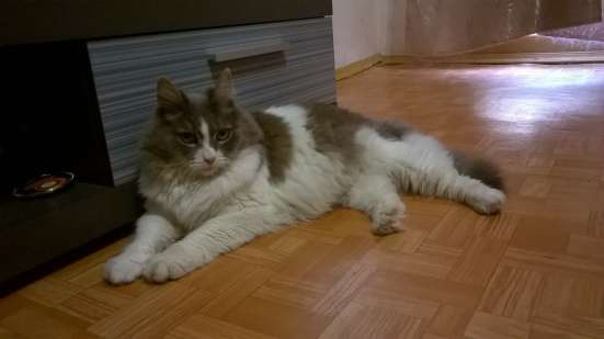 Послушный котик