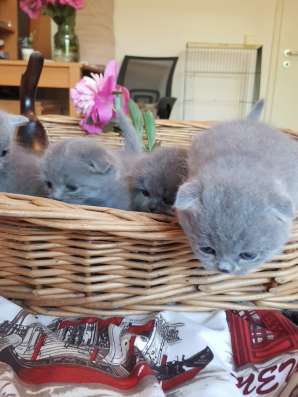 Шотландские элитные котята