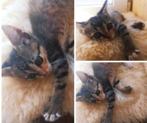 Трехцветный котёнок