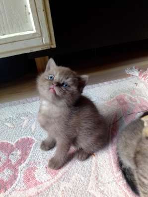 ШОТЛАНДСКИЕ КОТЯТА фото 3