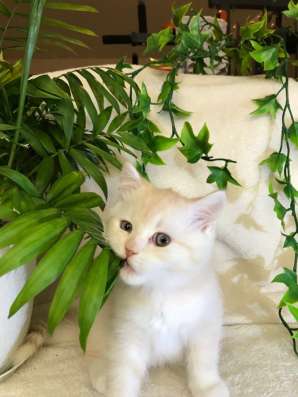Клубный шотландский котёнок в Ставрополе фото 8