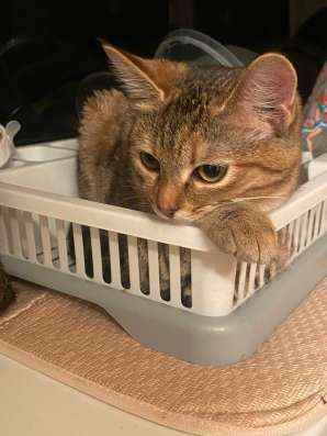Котята в добрые руки в Йошкар-Оле