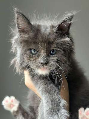 Maine Coon kittens. Home nursery фото 4