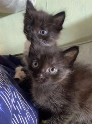 Котенок