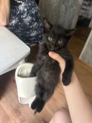 В добрые ручки котенка? в Ангарске