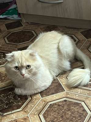 кот на вязку