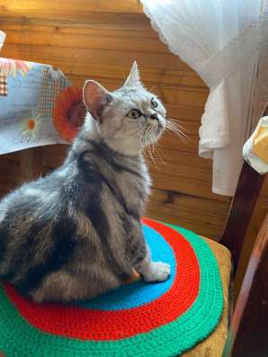 Котята (мальчики) в Набережных Челнах фото 7