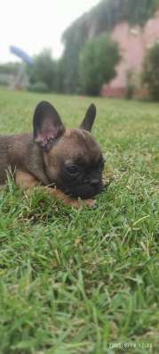 Cuccioli di bulldog francese фото 3
