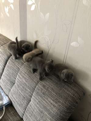 Котята британские вислоухие