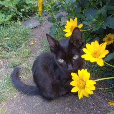 Отдам котенка