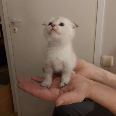 Шотландские вислоухие котята фото 6