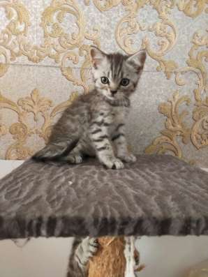 Шотландские котята фото 17