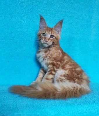 Котики мей-кун из питомника в Владимире фото 3