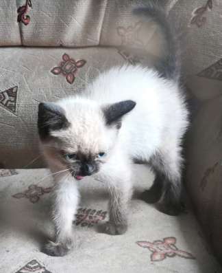 Милые котята даром