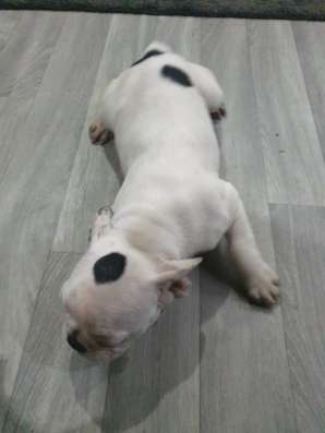 Frnzüsesche Bulldogge Welpe фото 3
