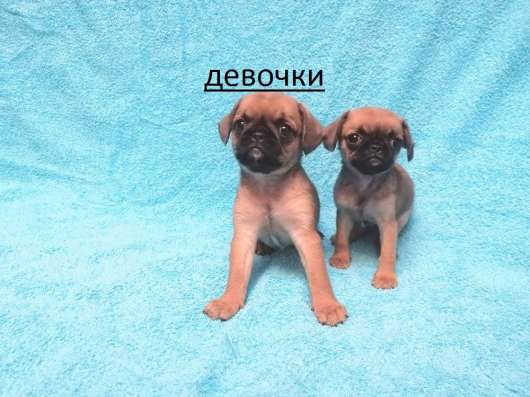 Уникальный микс Мопс+Кинг 1,5мес в Москве фото 4