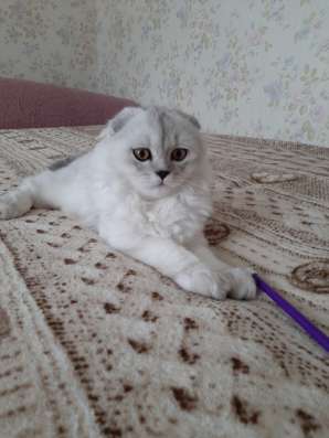 Шотладский котенок