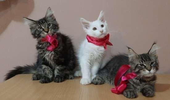 Котята породы Мейн-кун фото 4