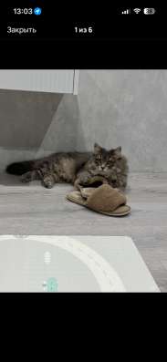 Кошка в Волжске