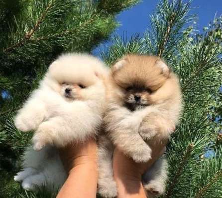 Детки померанского шпица фото 3