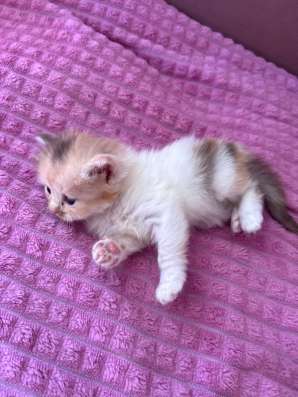 Отдам котят в добрые руки! в Томске фото 6