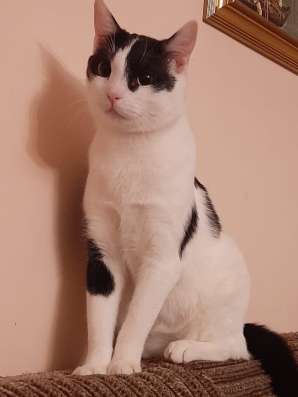Котик Гоша ищет дом в Москве
