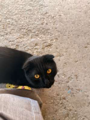 Отдам кота в добрые руки! в Якутске