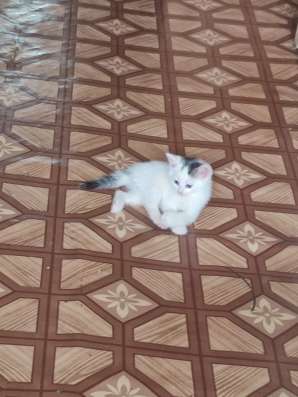Отдам котят в добрые руки в Красноуфимске фото 4