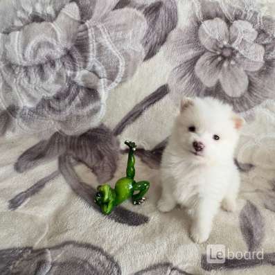 Шпиц