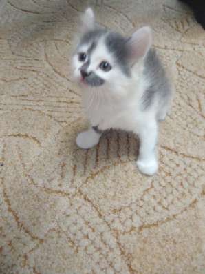 Котята бесплатно